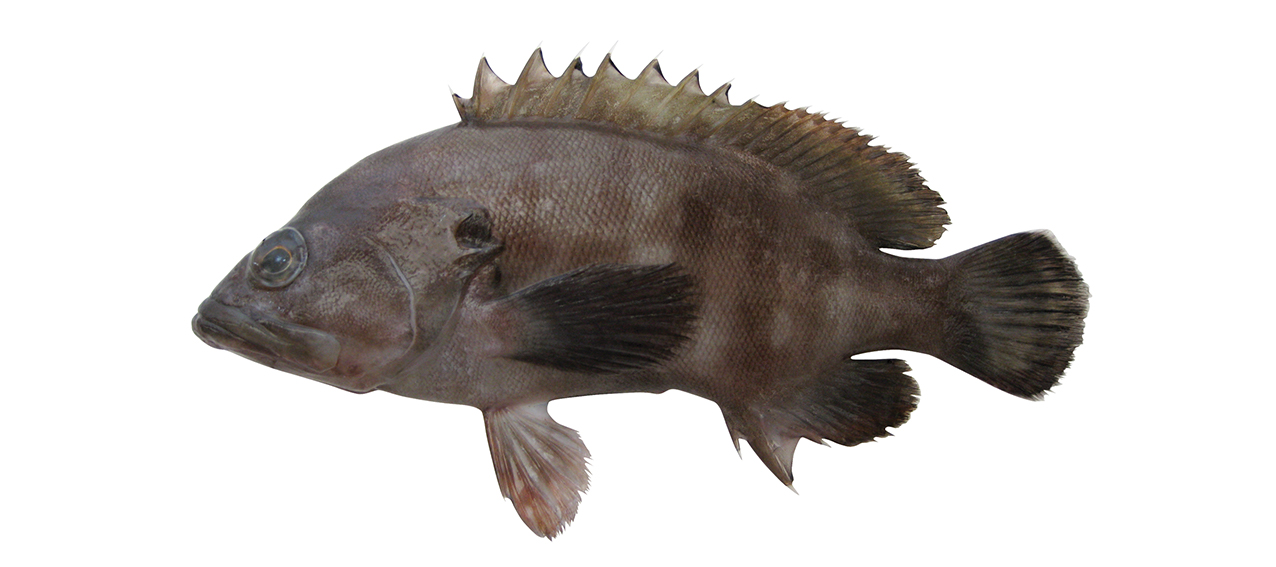 Cephalopholis boenak