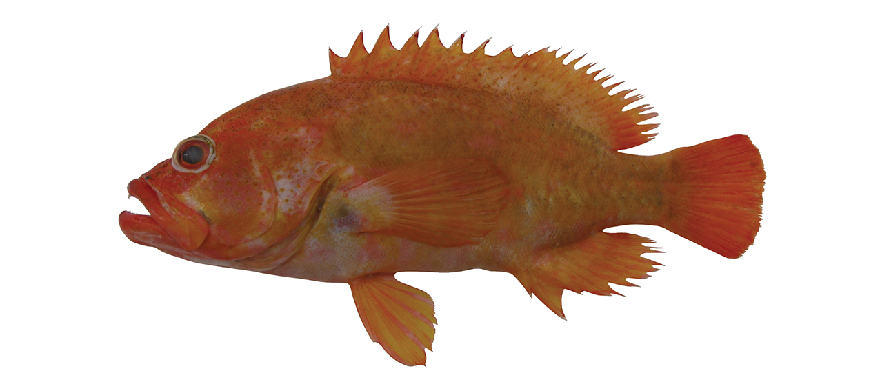 Cephalopholis aurantia