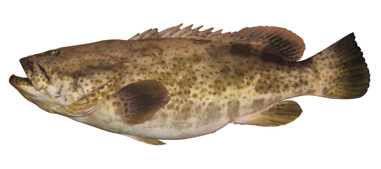 Epinephelus coioides