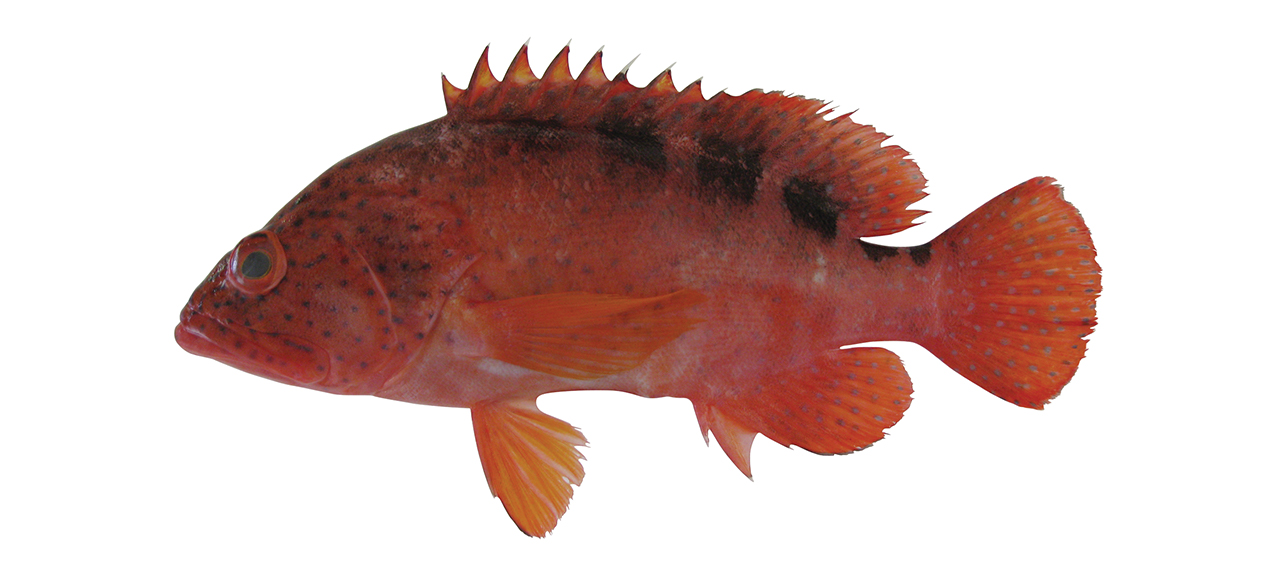 Cephalopholis sexmaculata