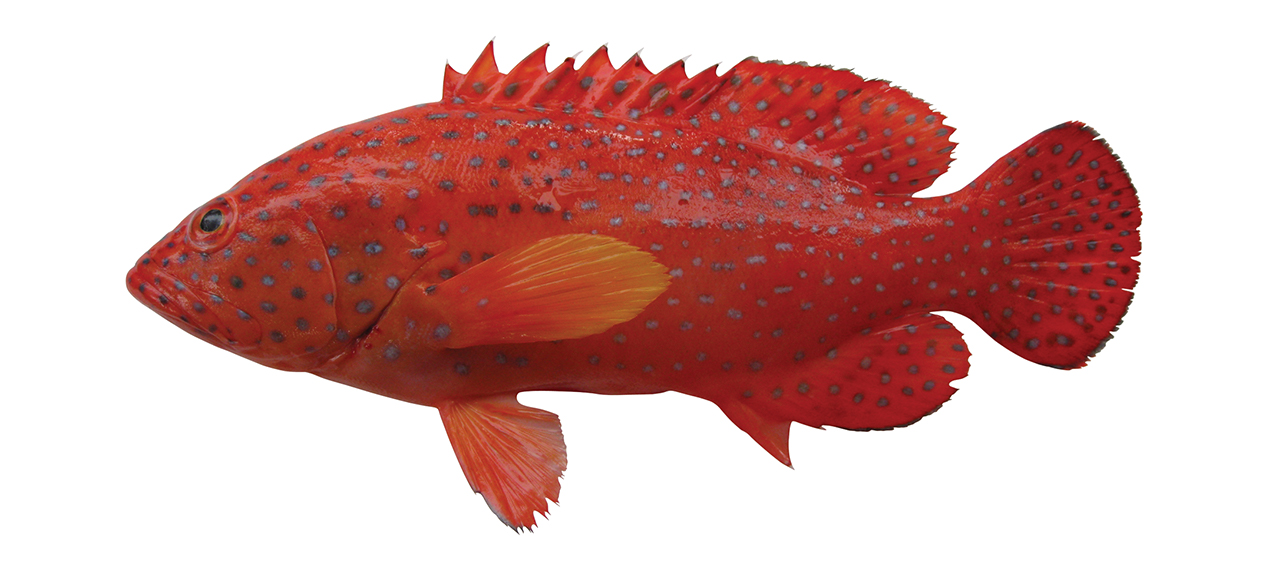 Cephalopholis miniata