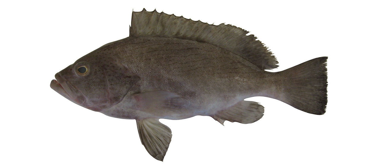 Epinephelus undulosus