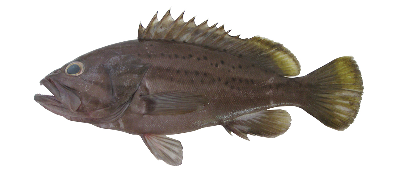 Epinephelus epistictus
