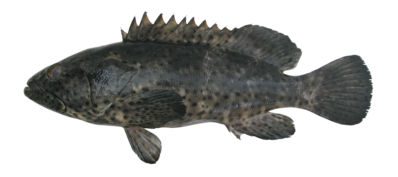 Epinephelus malabaricus