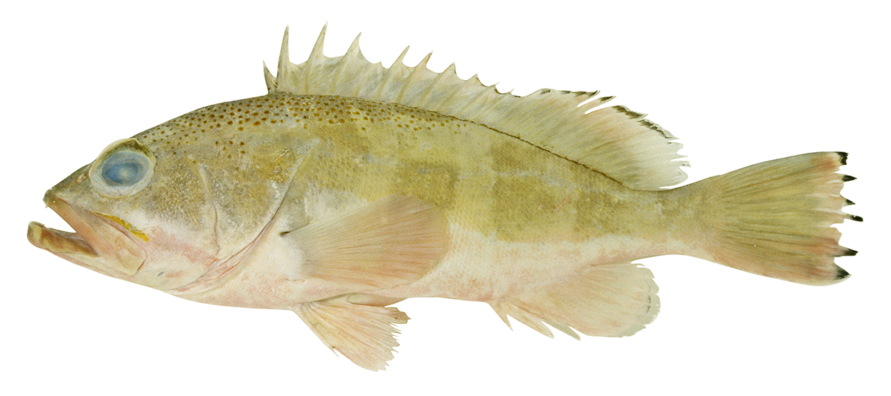 Epinephelus stictus