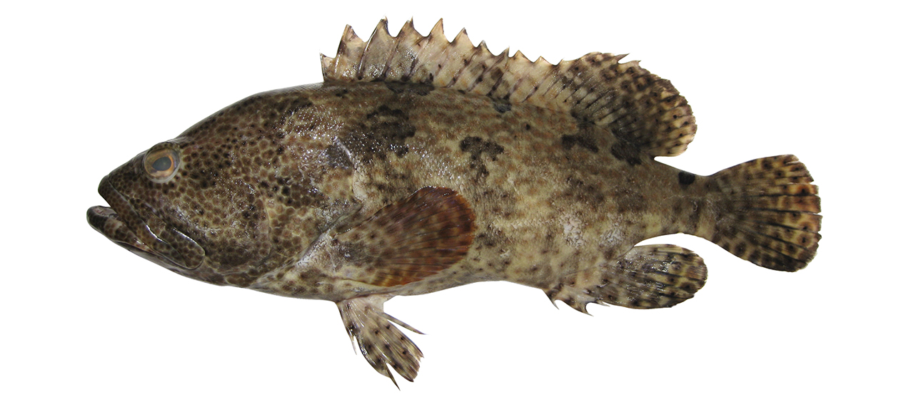 Epinephelus fuscoguttatus