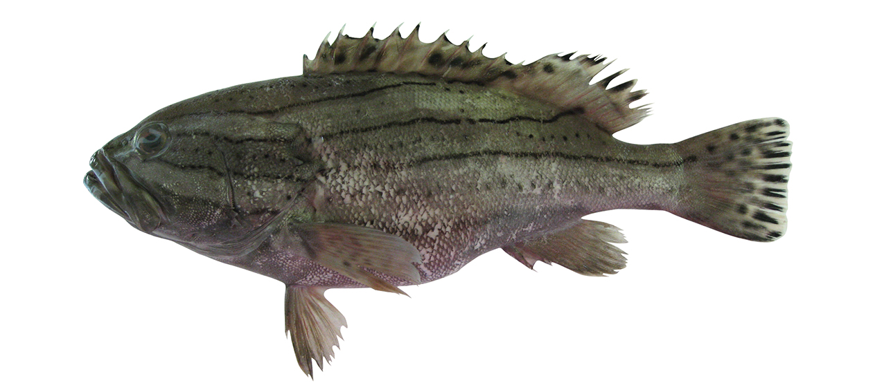 Epinephelus latifasciatus