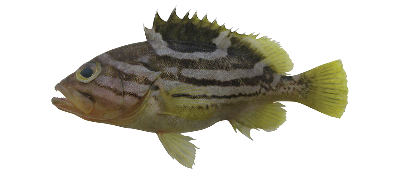 Epinephelus poecilonotus