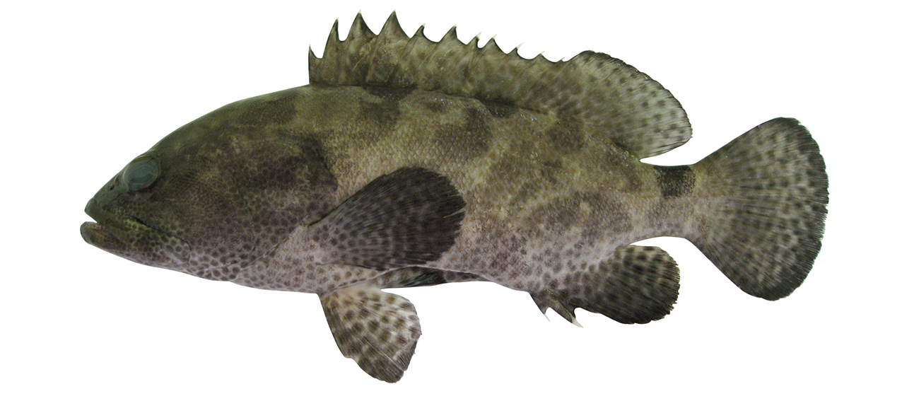 Epinephelus polyphekadion