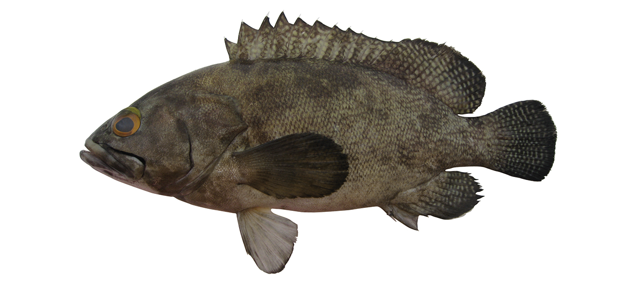 Epinephelus ongus