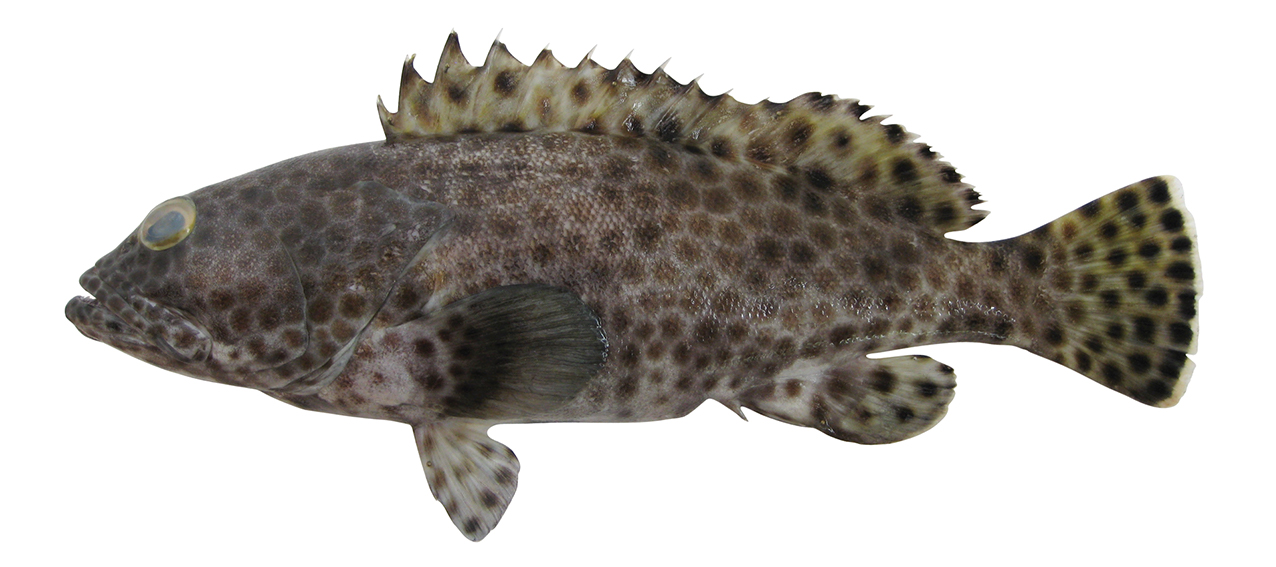 Epinephelus macrospilos