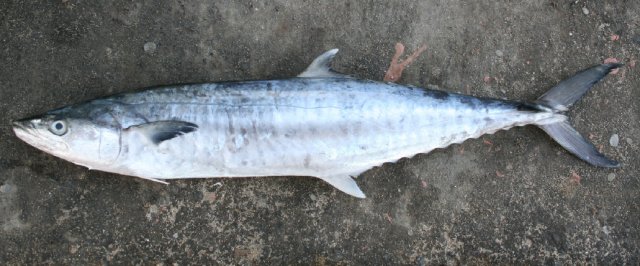 Scomberomorus commerson