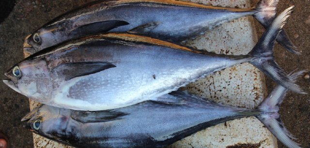 Thunnus tonggol