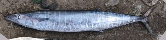 Acanthocybium solandri