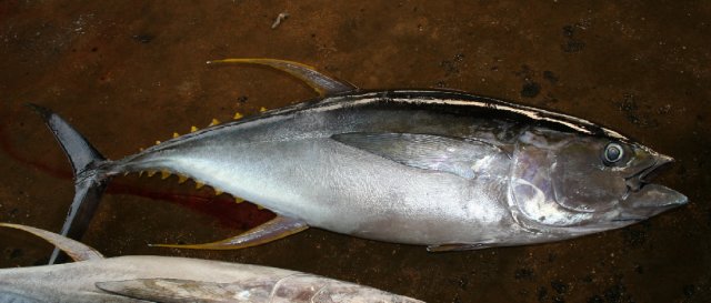 Thunnus albacares