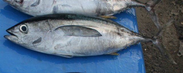Thunnus albacares