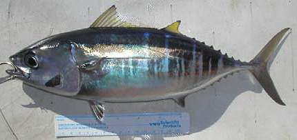 ~32.5 cm FL *Thunnus obesus*