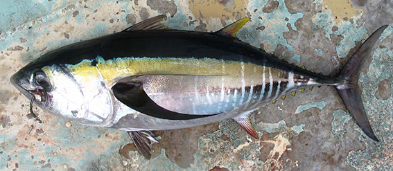~50 cm FL *Thunnus obesus*