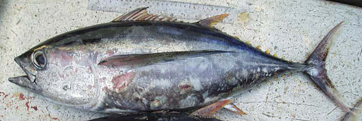~51 cm FL *Thunnus obesus*