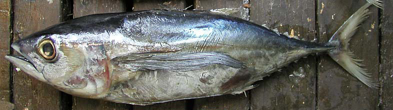 ~46 cm FL *Thunnus obesus*
