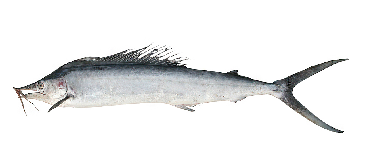 Juvenile *Istiompax indica*