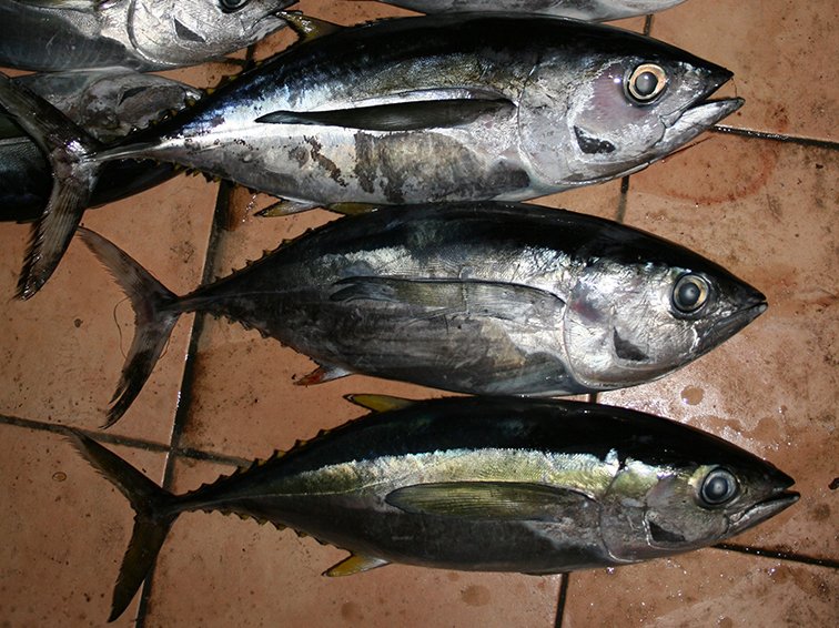 Mixed Scombridae Image 1
