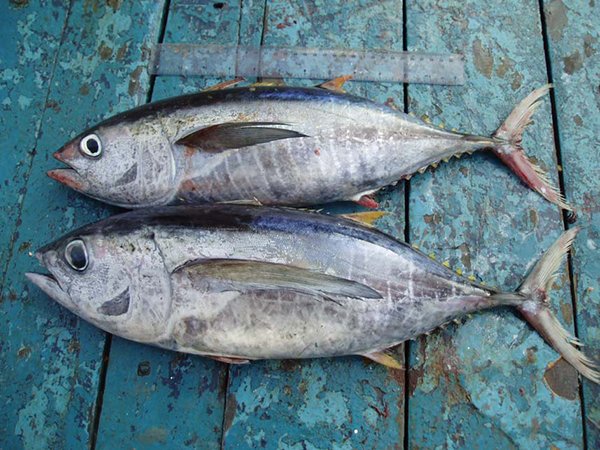 Mixed Scombridae Image 2