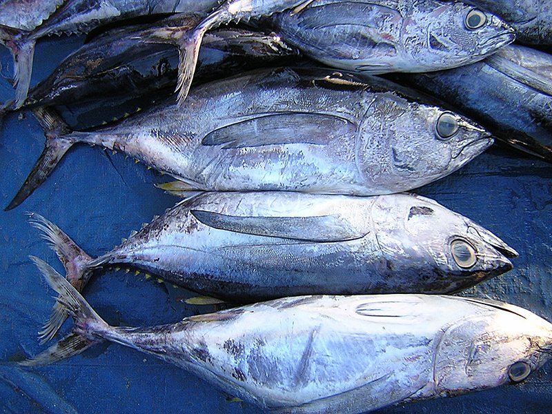 Mixed Scombridae Image 11