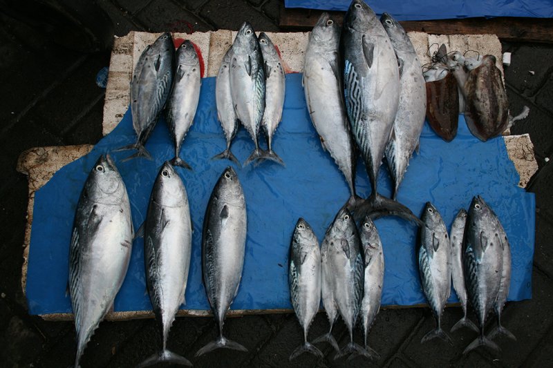 Mixed Scombridae Image 12