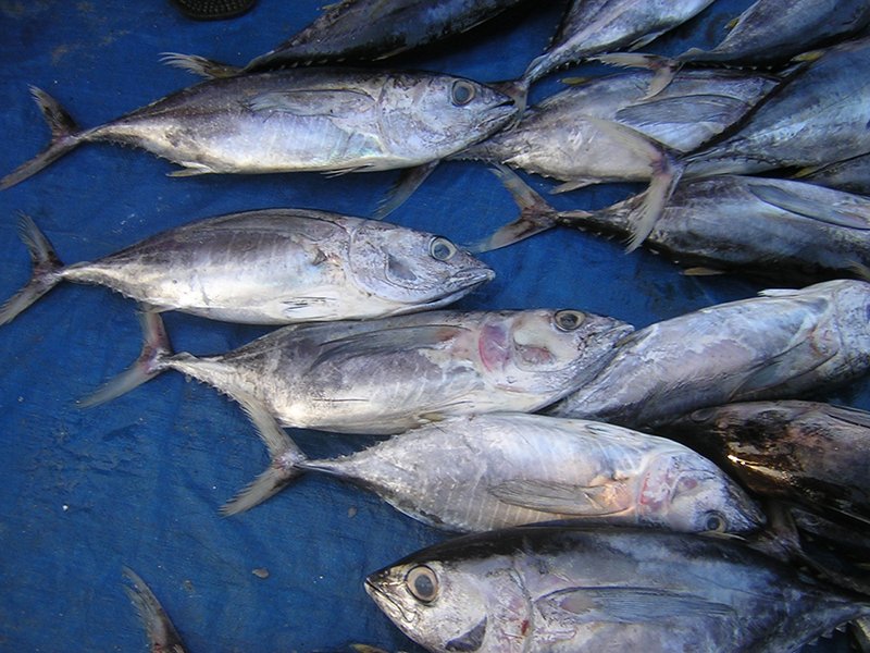 Mixed Scombridae Image 13
