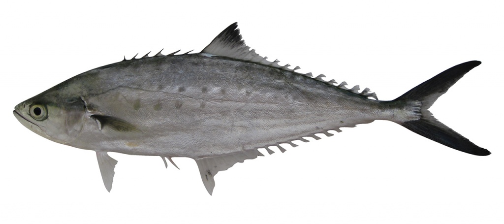 Scomberoides lysan
