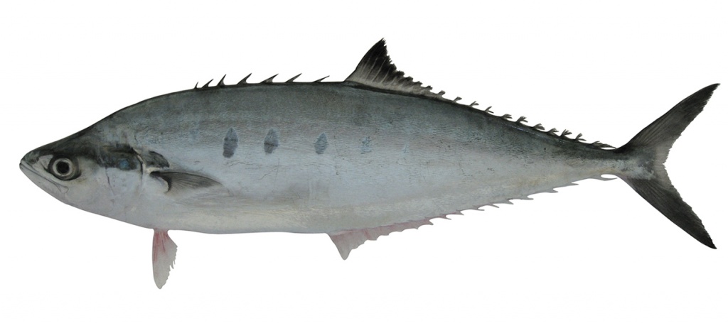 Scomberoides tol