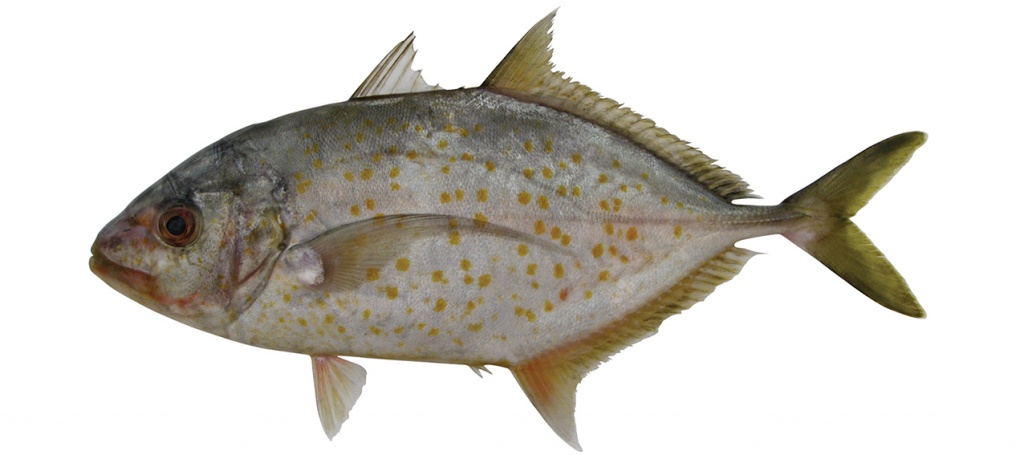 Carangoides bajad