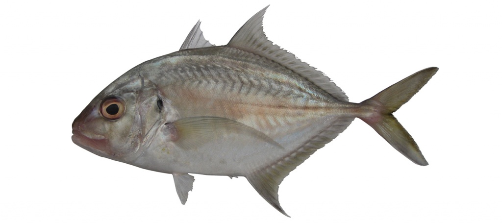 Carangoides chrysophrys