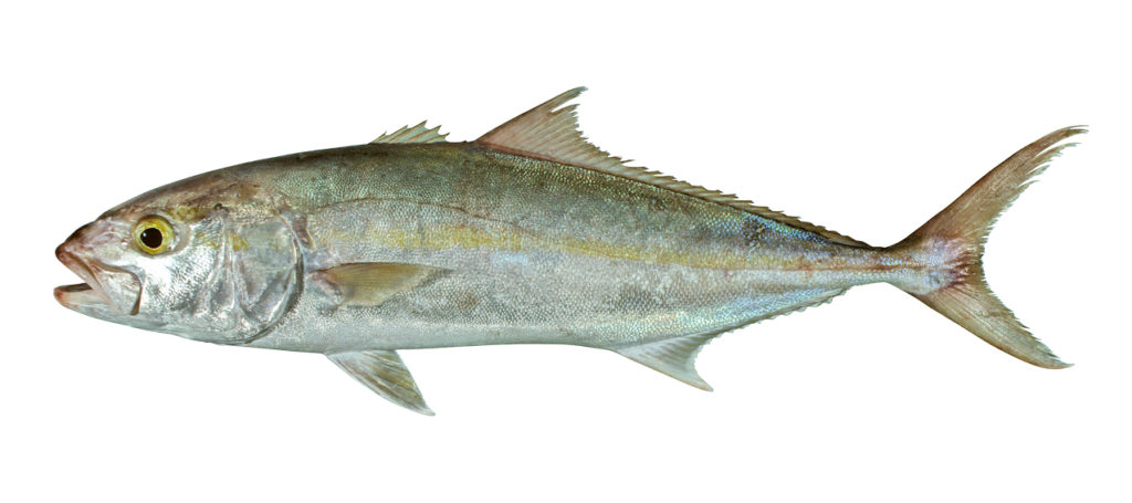 Seriola dumerilii