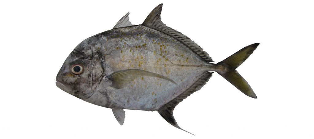 Carangoides coeruleopinnatus