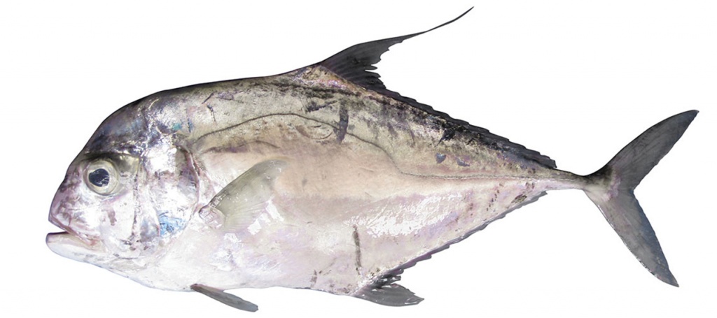 Alectis ciliaris
