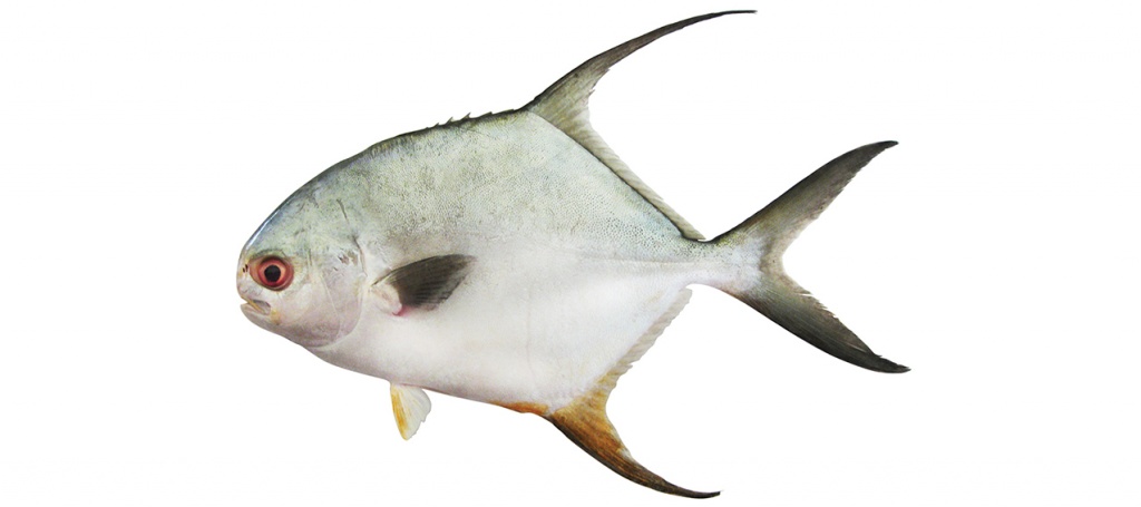 Trachinotus blochii