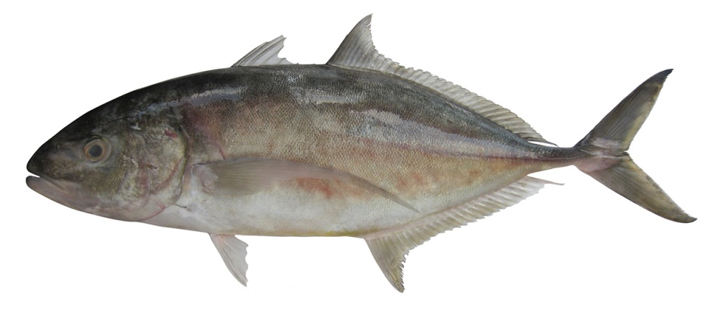 Carangoides gymnostethus