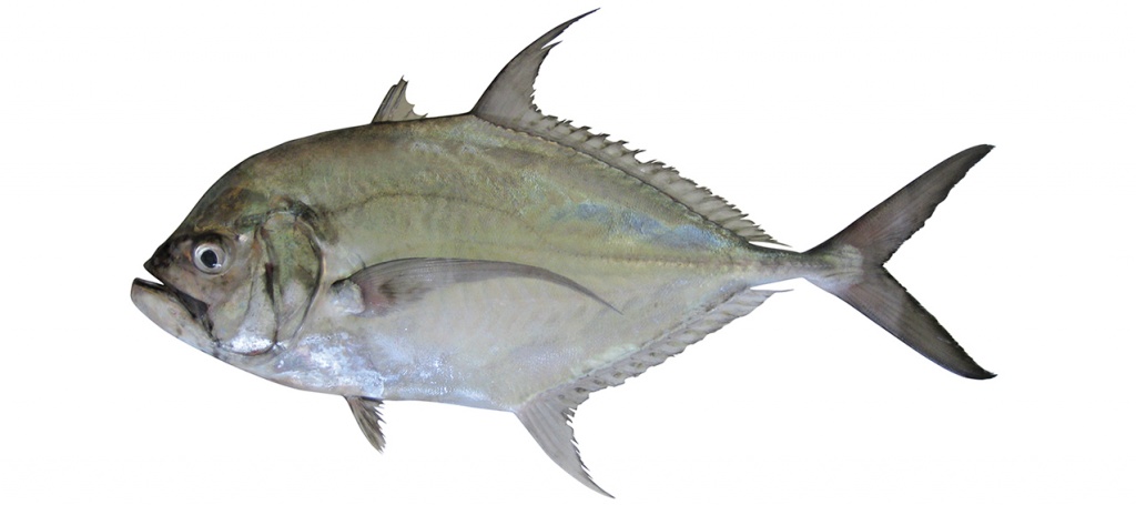 Ulua mentalis