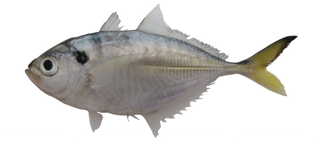 Alepes kleinii