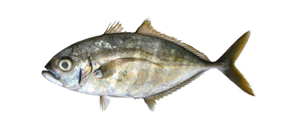 Carangoides plagiotaenia