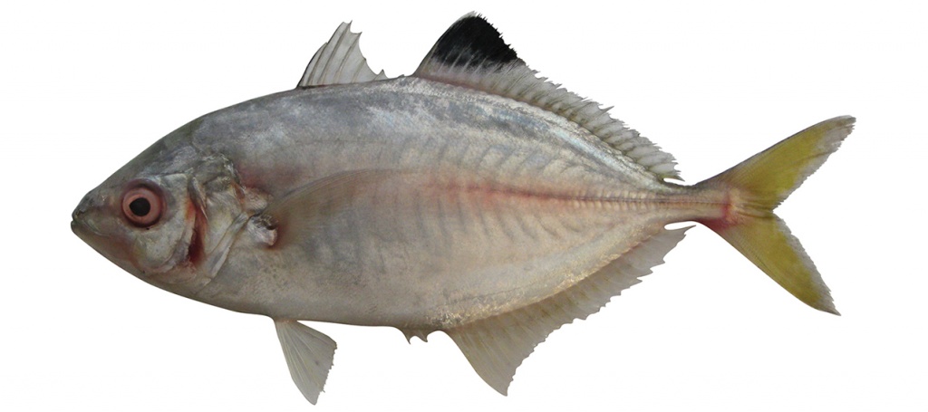 Carangoides praeustus