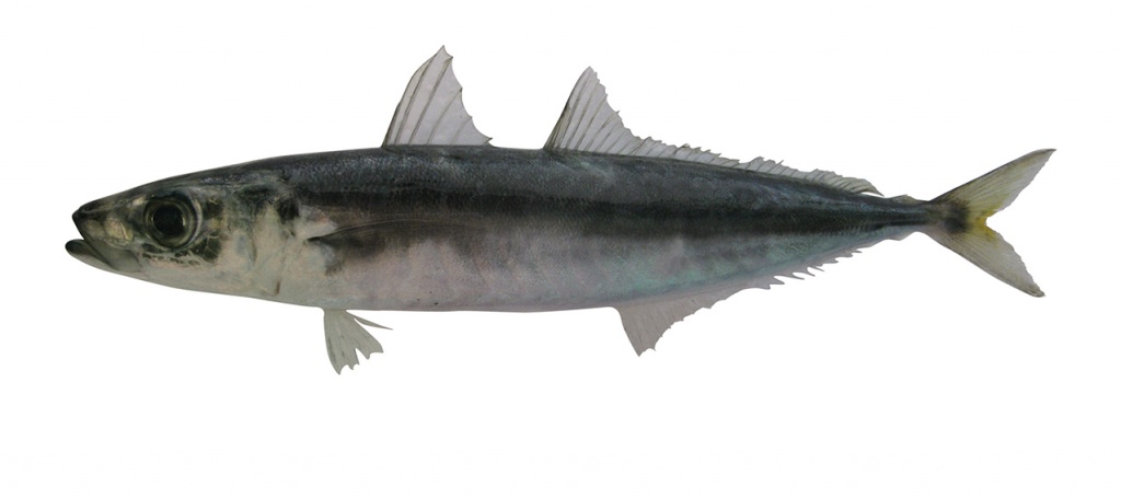 Decapterus macrosoma