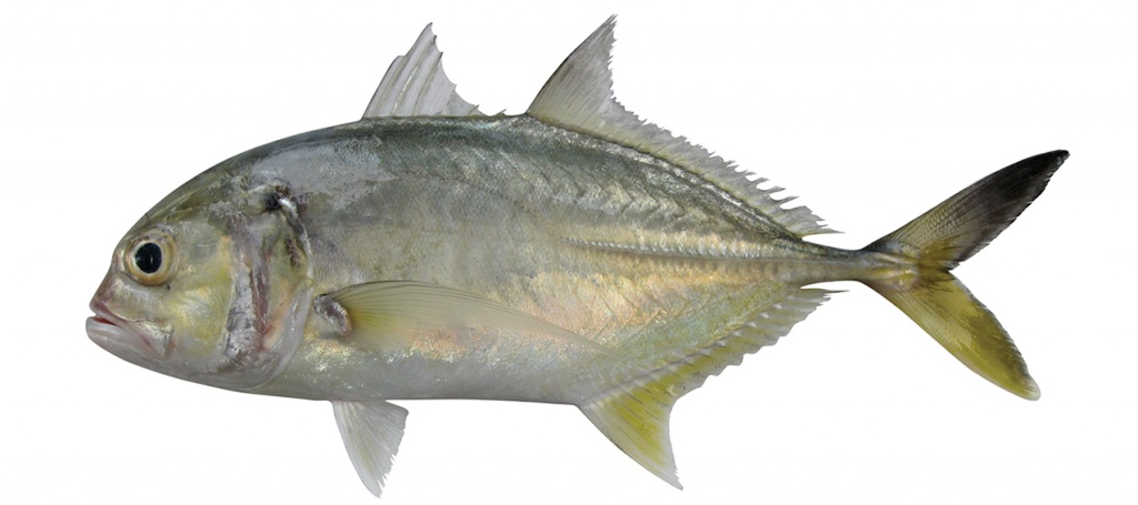 Caranx tille