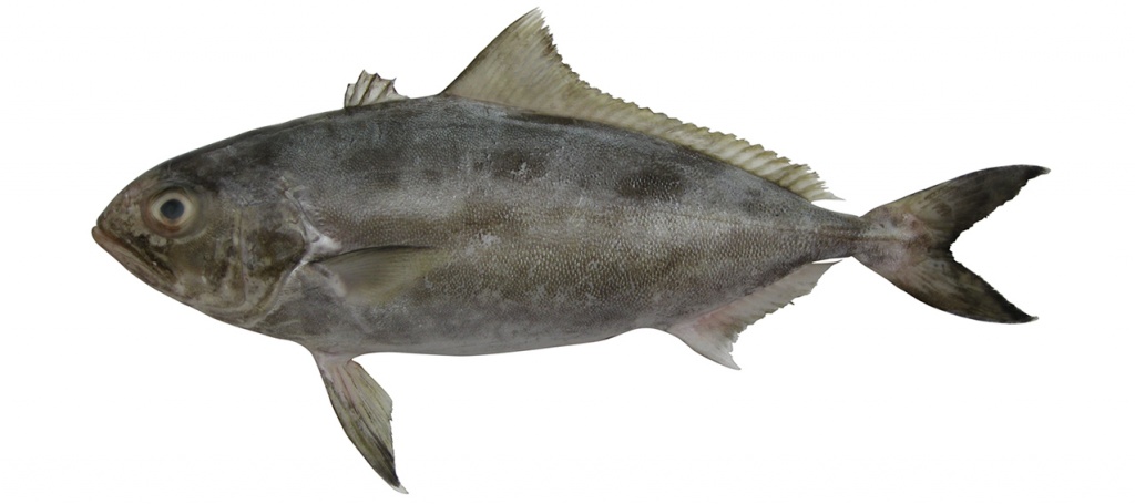 Seriolina nigrofasciata