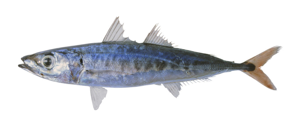 Decapterus tabl