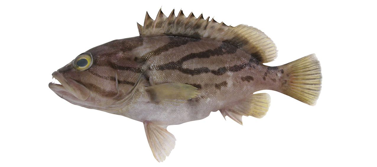Epinephelus morrhua feature