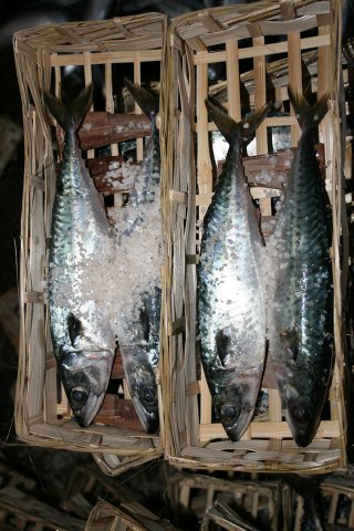 Scomber australasicus