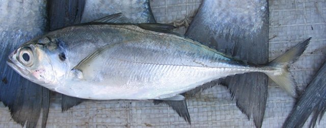 Megalaspis cordyla